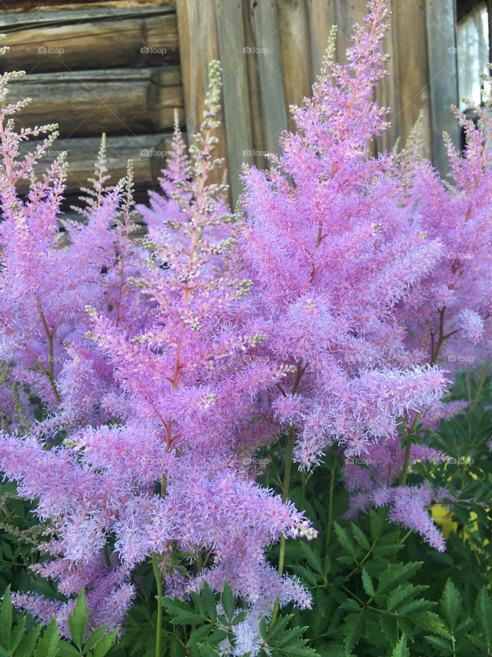 flowers in the frame