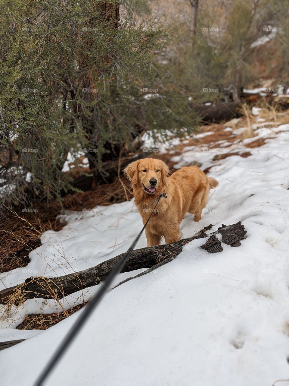 Mountain Dog