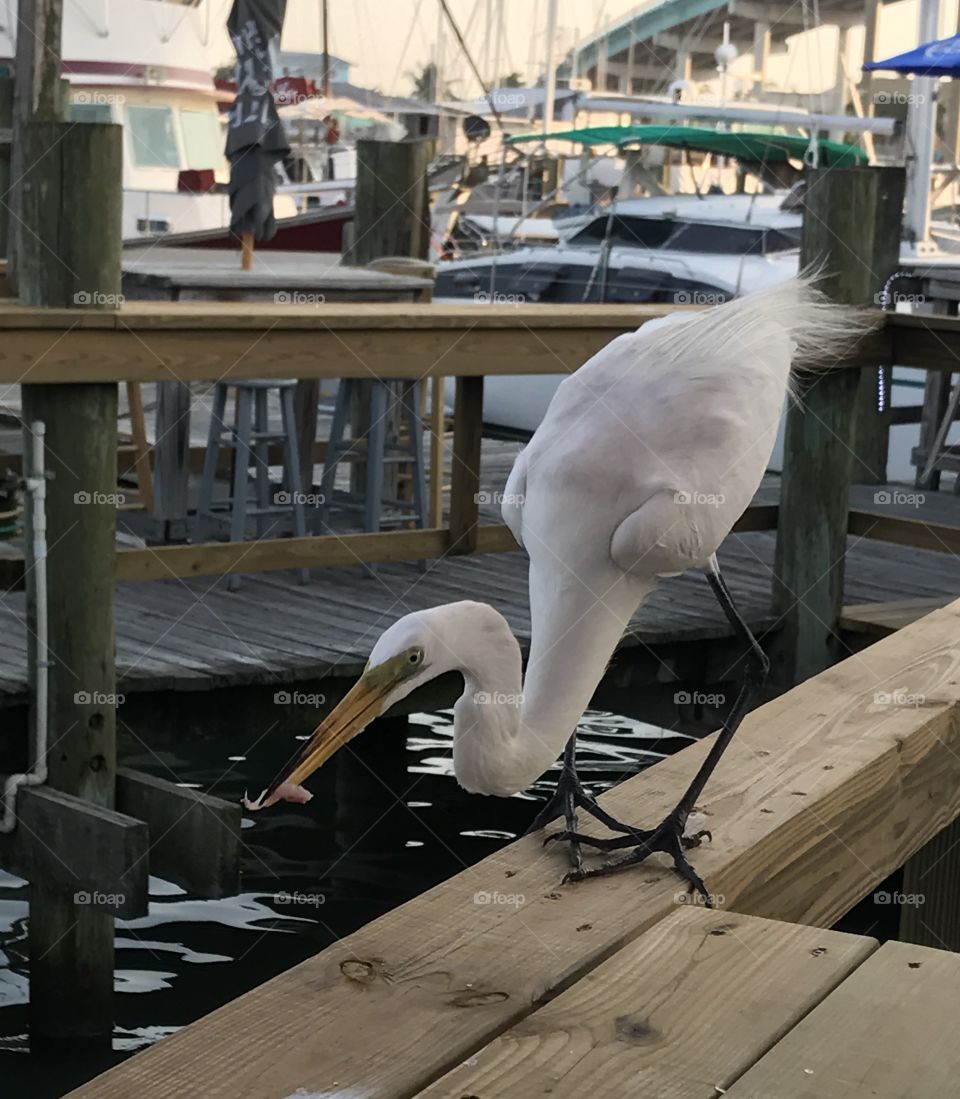 Florida bird eating on the dock