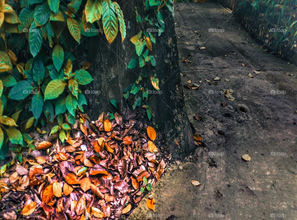 beautiful autumn season, dry leaves