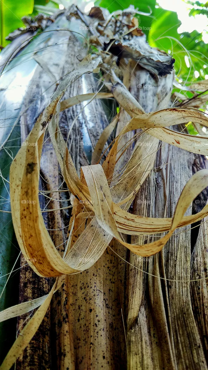 banana tree