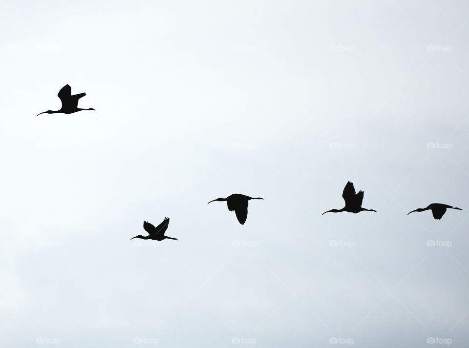 Bird photography - returning home