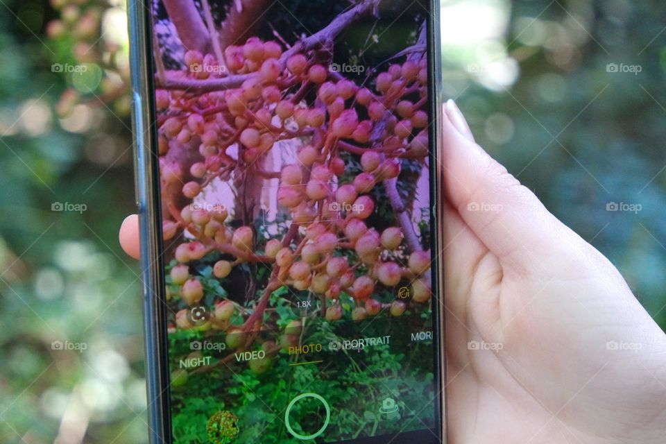 Double capture of berries