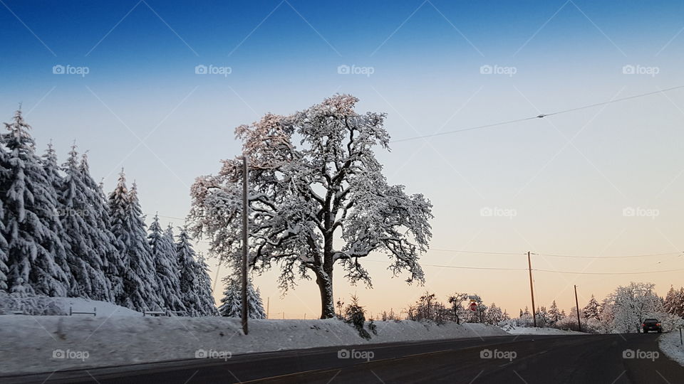 snow covered trees