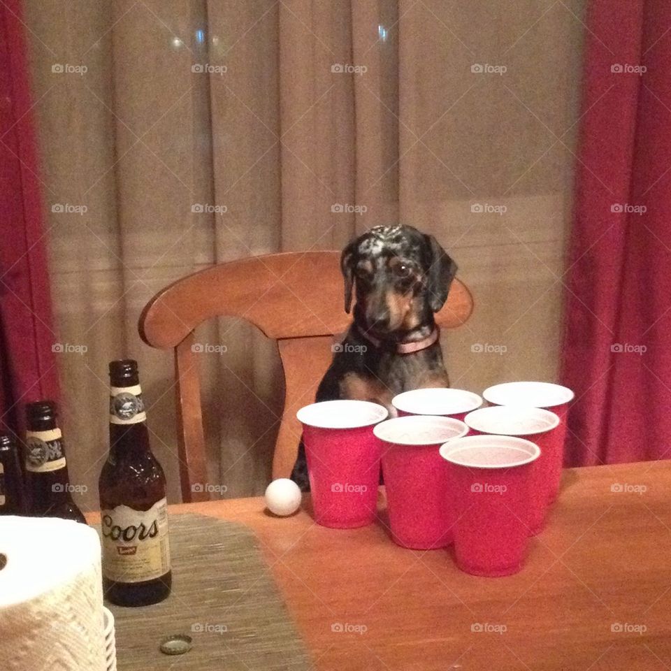 Beer Pong Pup