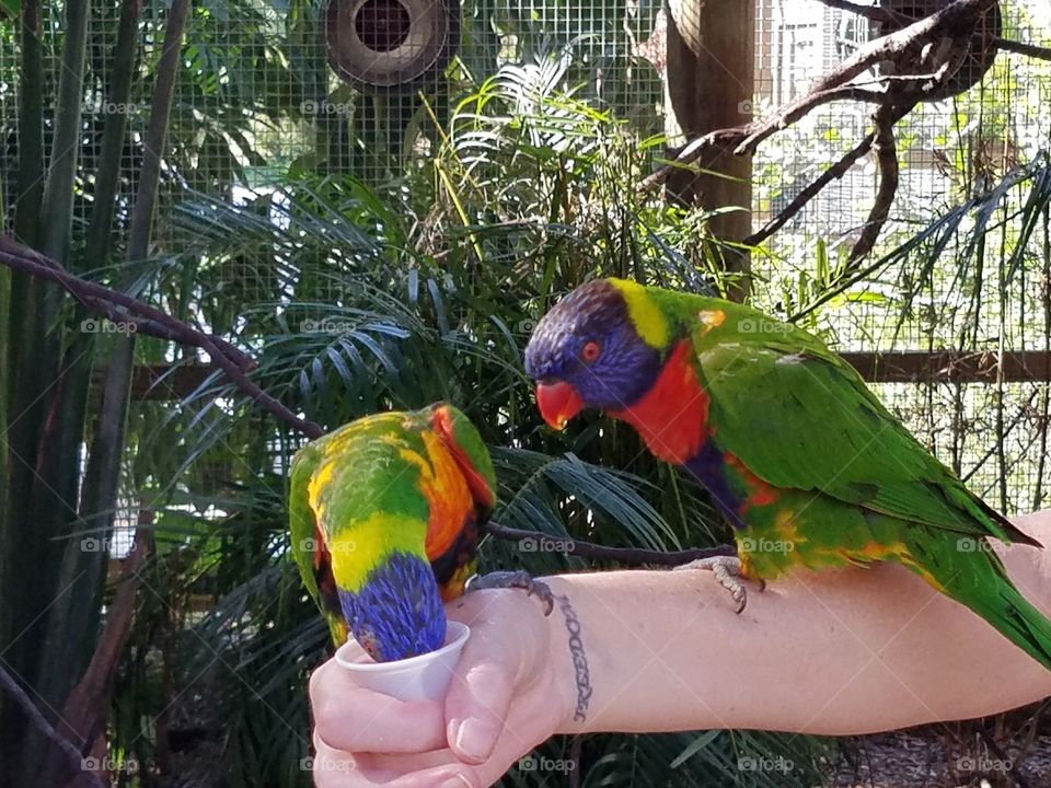 Lorakeets Vying for Nectar