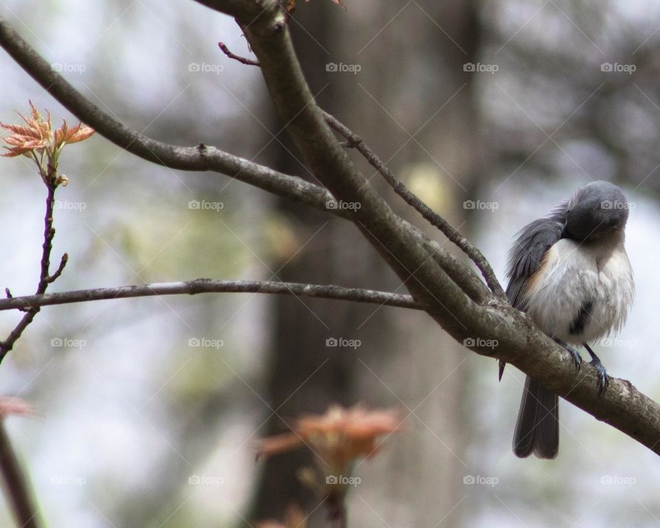 Titmouse taking a break from their brood for some Spring Cleaning