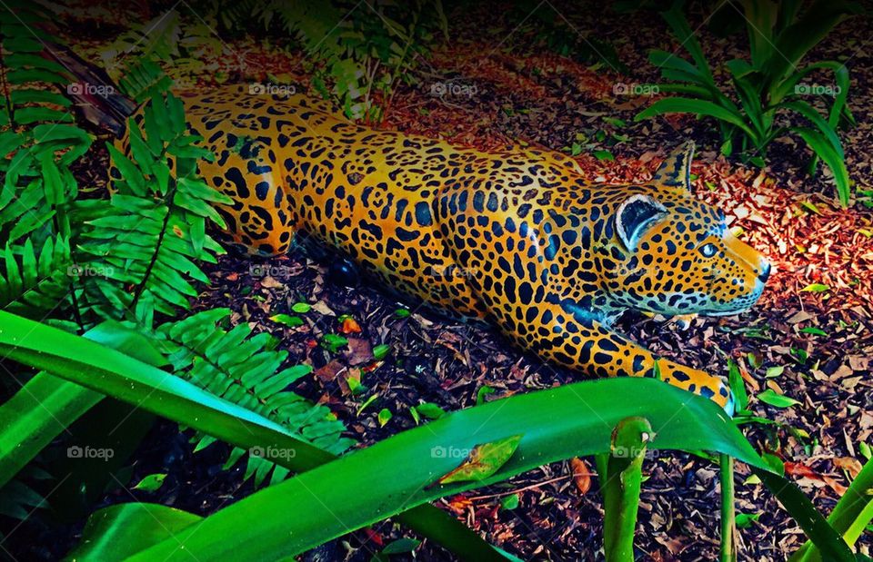Garden leopard 