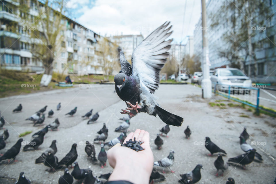 Feeding city doves