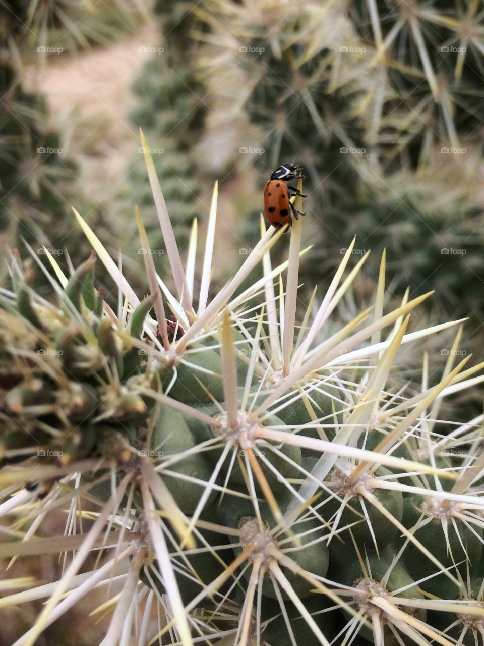 Ladybug 🐞 explores a cactus in the desert. 
