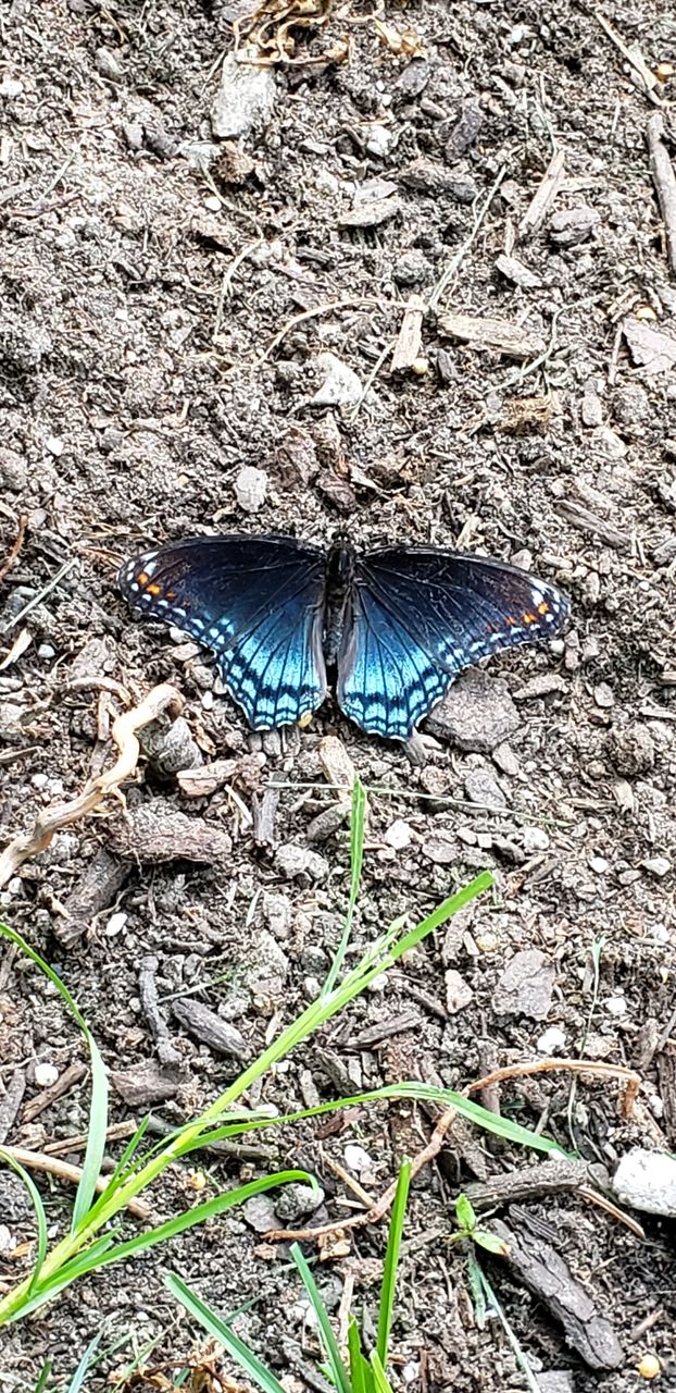 The Blue Backyard Butterfly