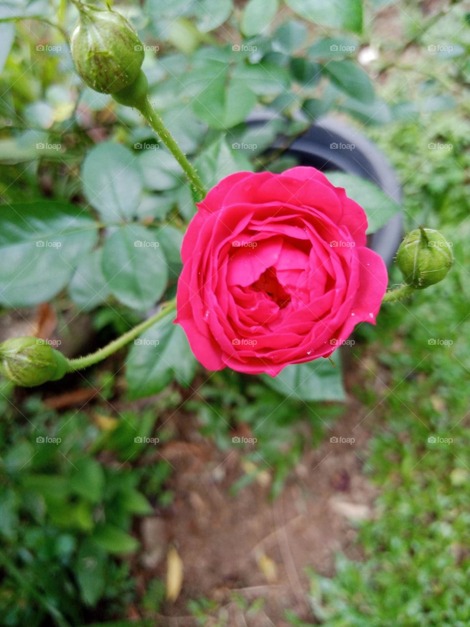 Rose
