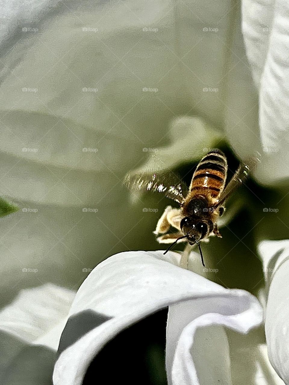 Bee in Flight