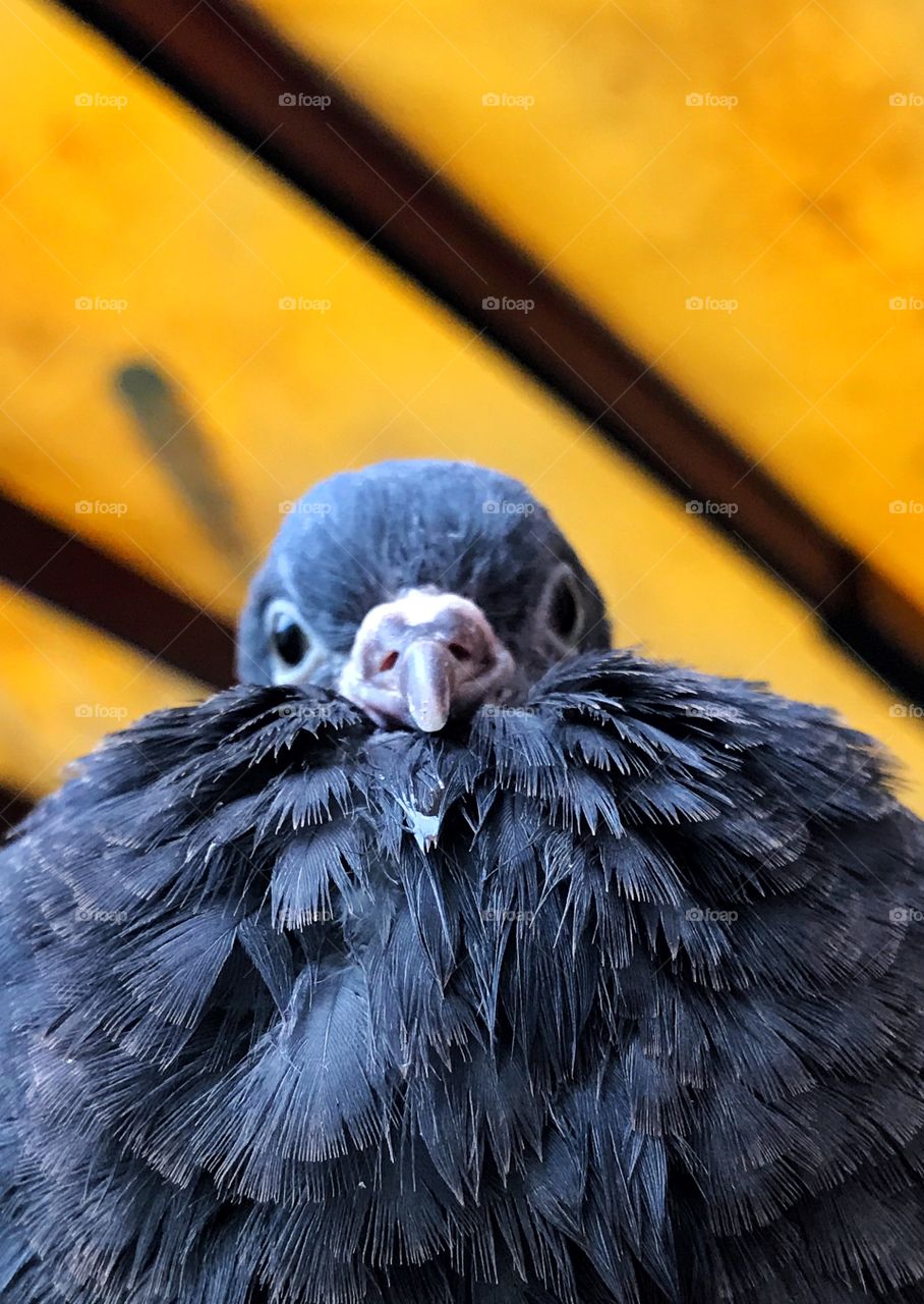 Portrait of bird