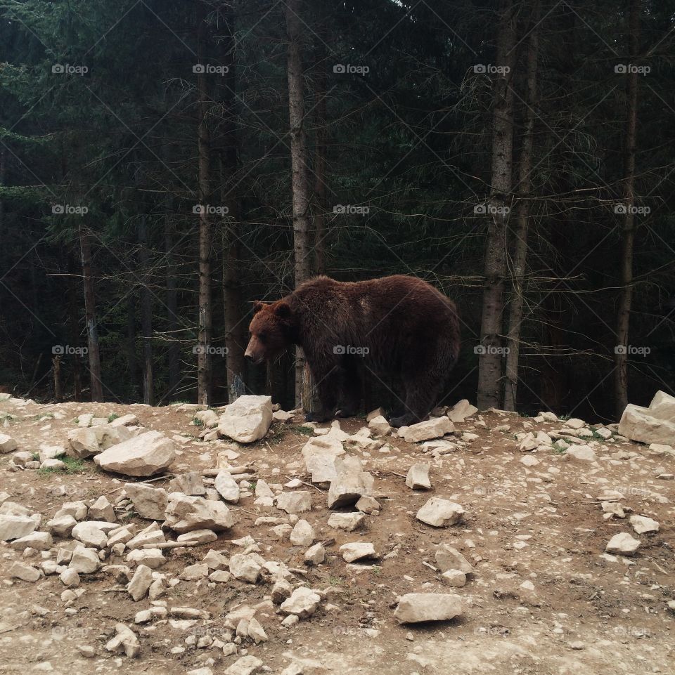Brown bear walk in the Carpathian forest