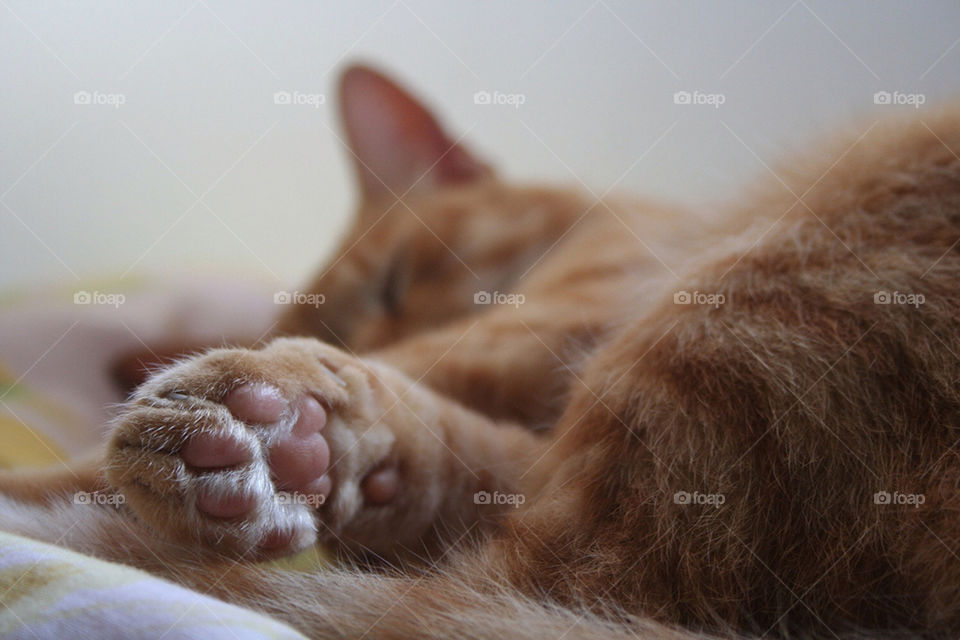 relax cat cute sleep by barkai