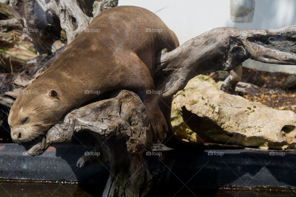 Otter sleeping on a log close up