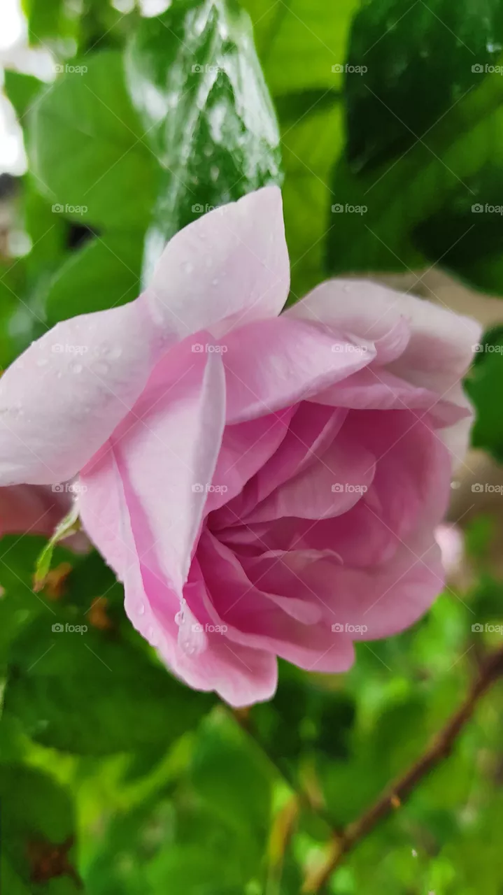 rose rose