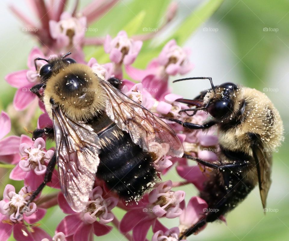 Two carpenter bees on milkweed 