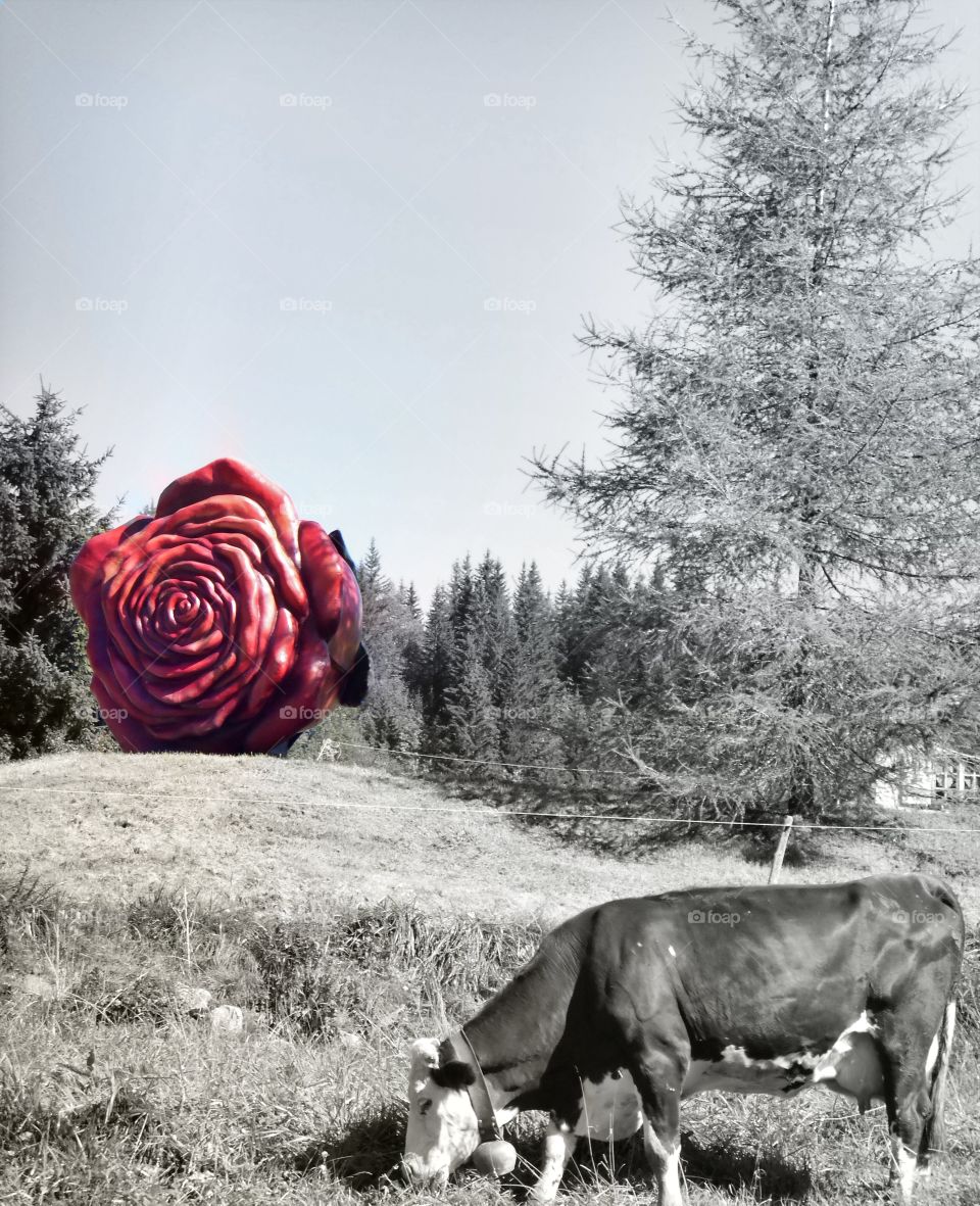 Rose rouge géante dans un près où une vache broute de l'herbe