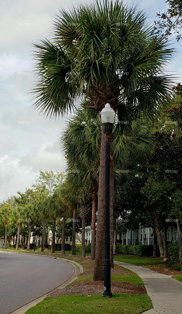 Palmetto-lined street