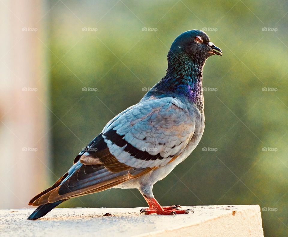 Bird photography - Dove - Sun basking 