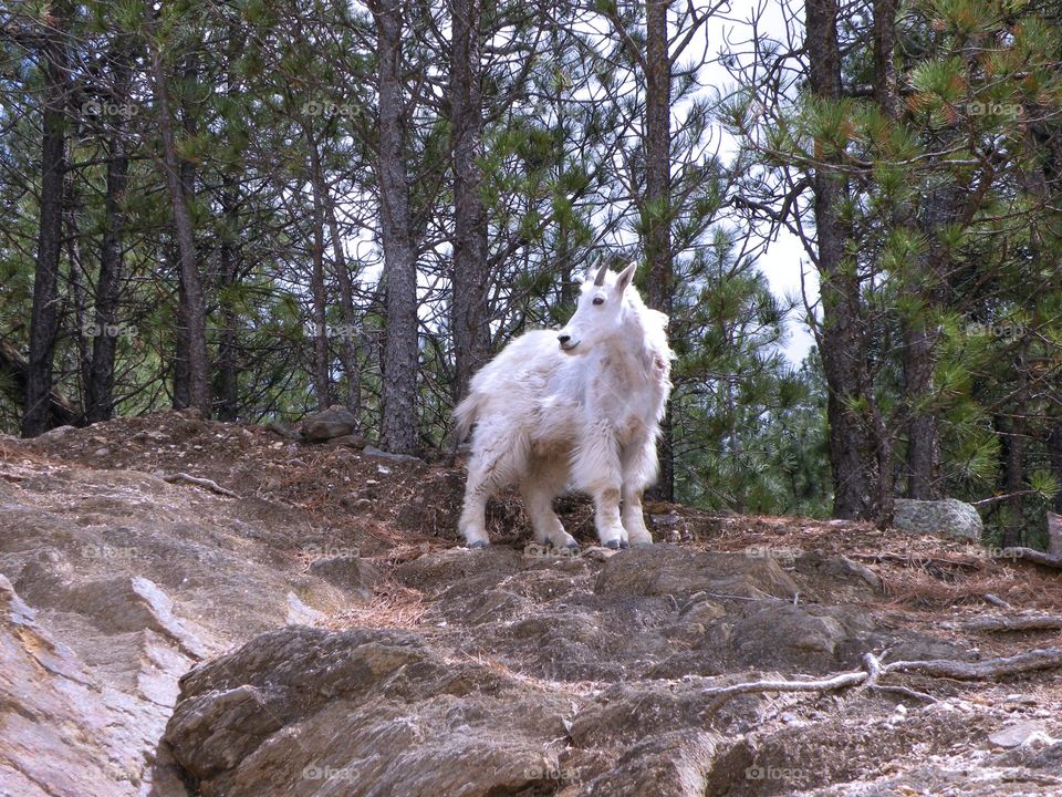 Mountain goat 