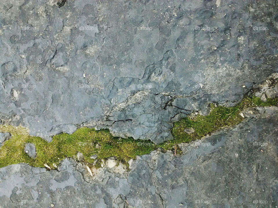 Moss in stone crack
