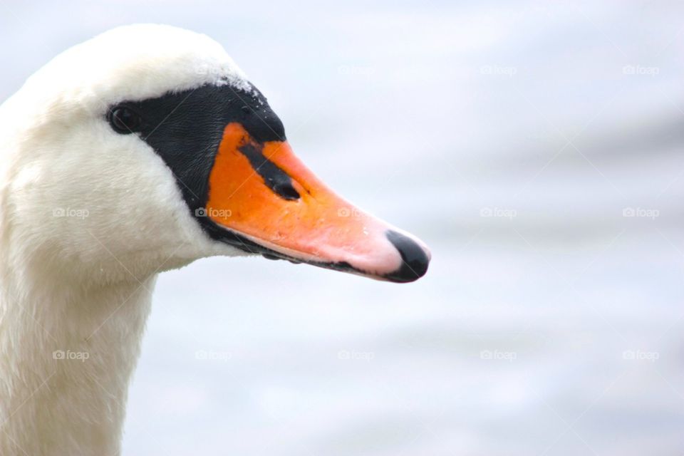 Close-up of swan