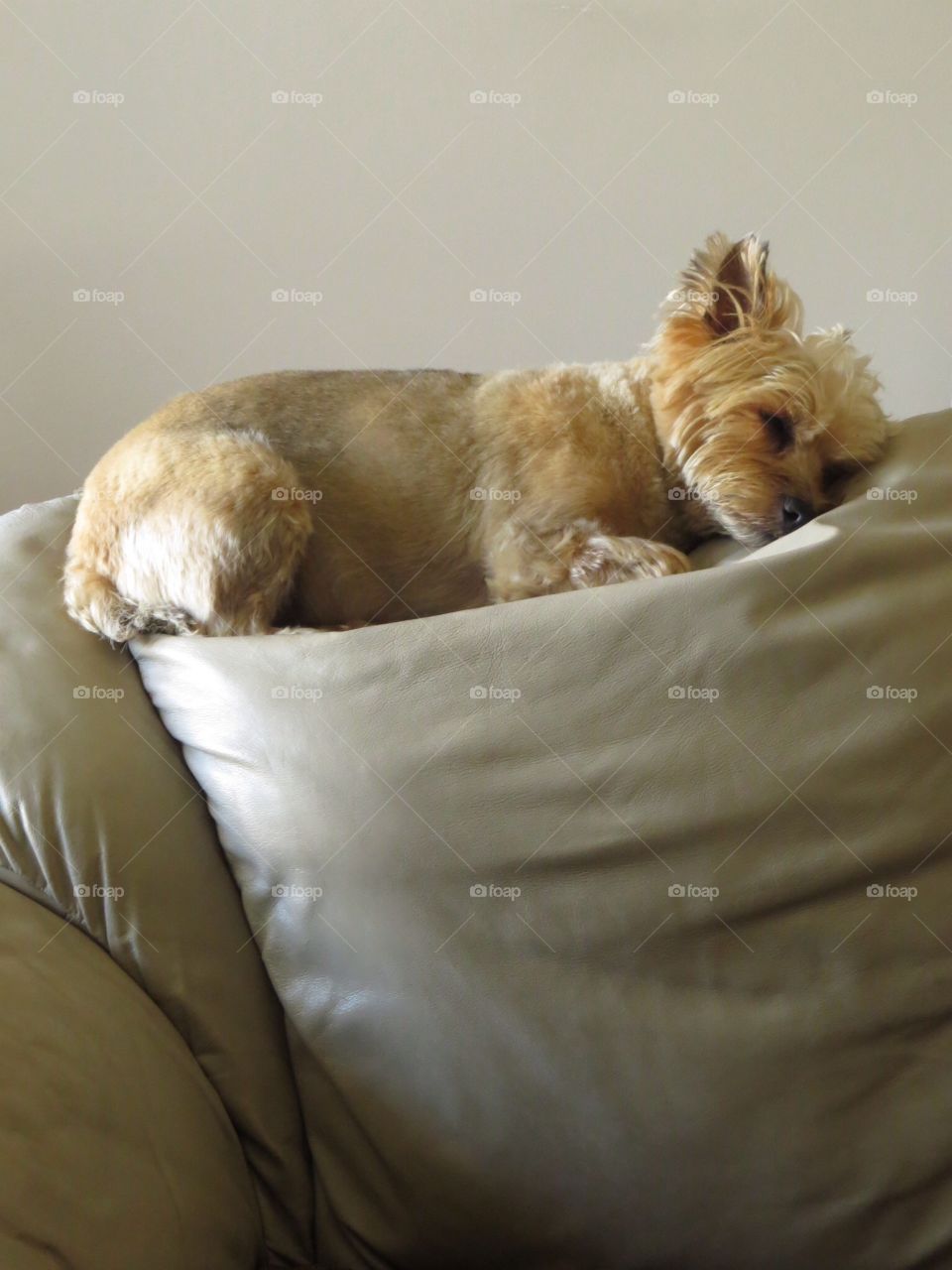 Nap time. Nap time.  Favorite spot?  Top corner of the couch.