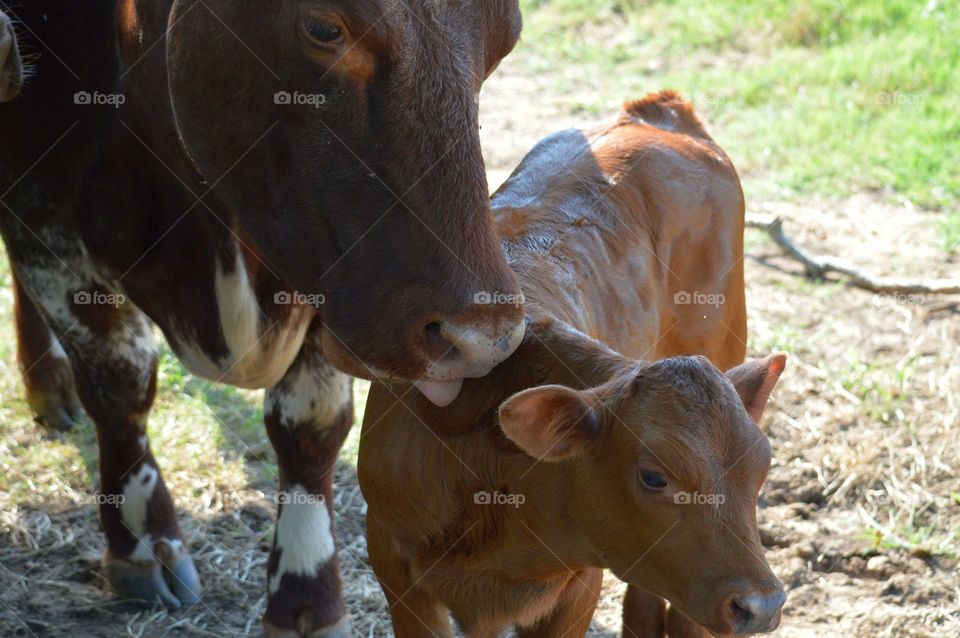 Mama cow and baby cow. 
