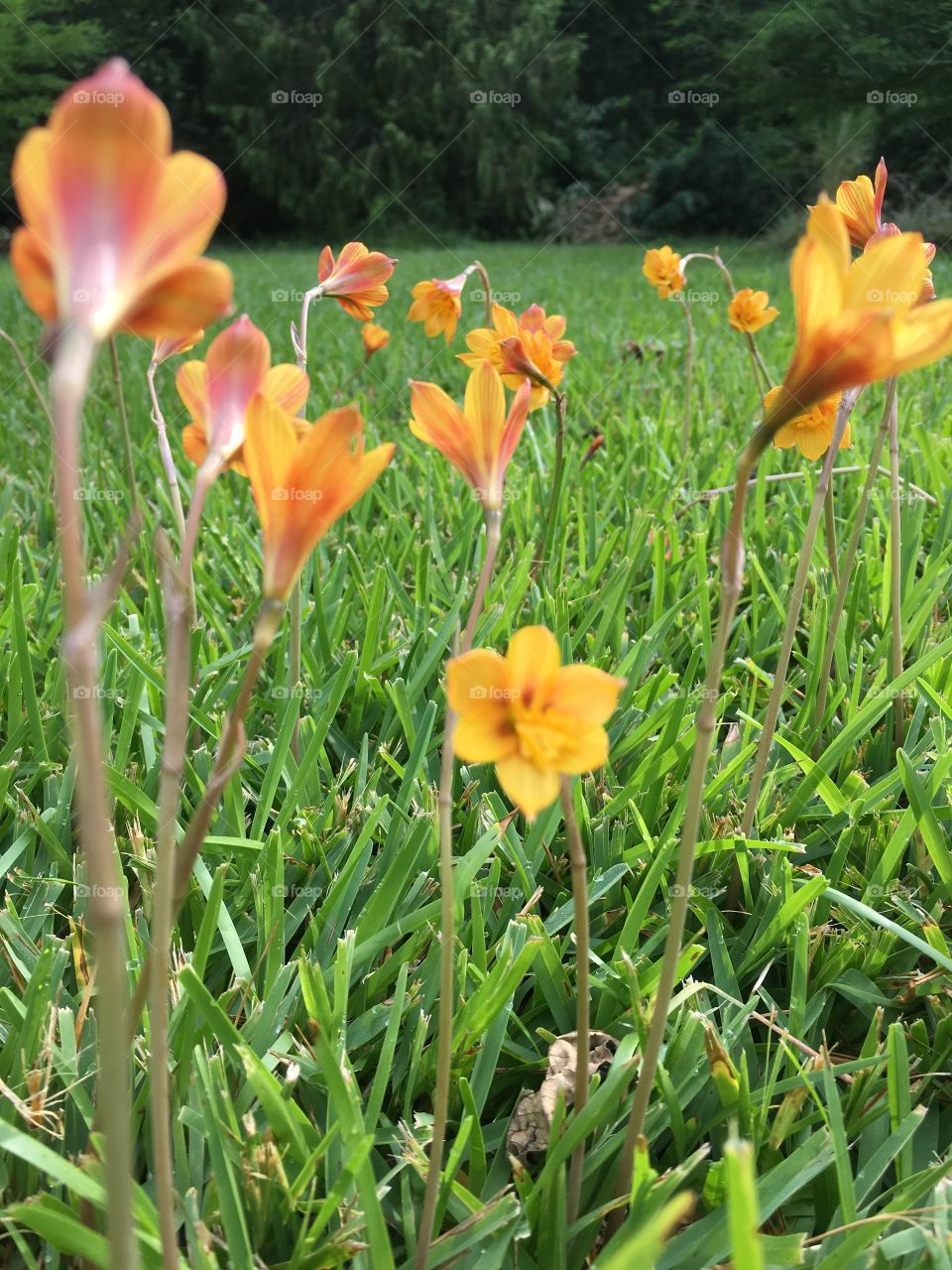 Orange flowers In field