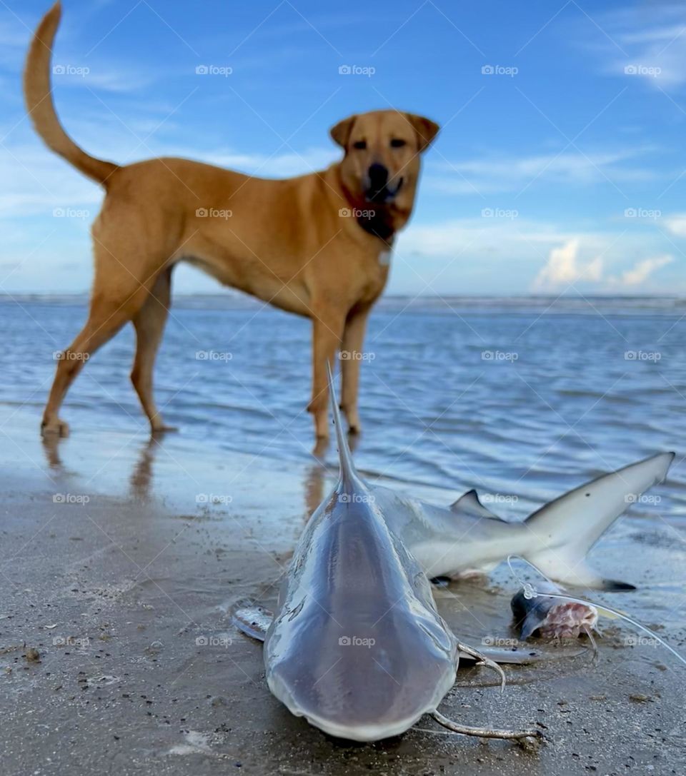 Editors choice. Penny was very proud of our catch, and of course it was sent back to the bay!