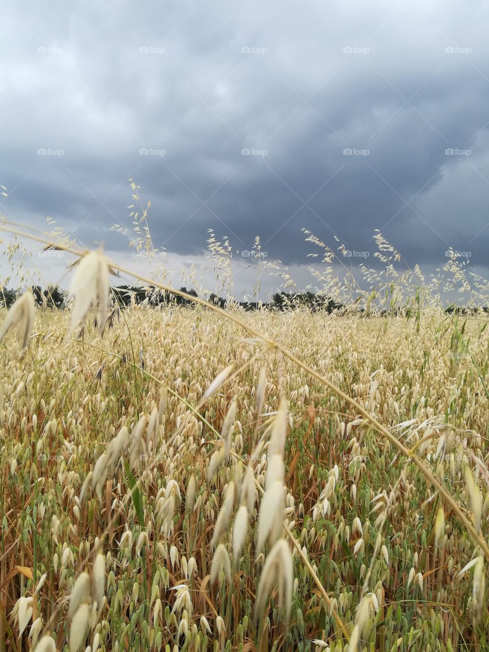 Field of Gold