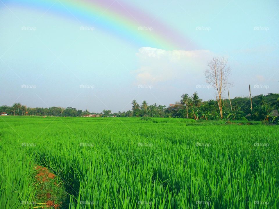 Afternoon in the rice fields when it will rain