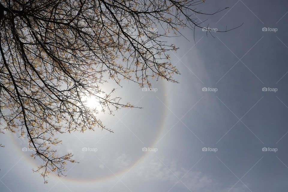 Circle around the sun through the branches of a tree