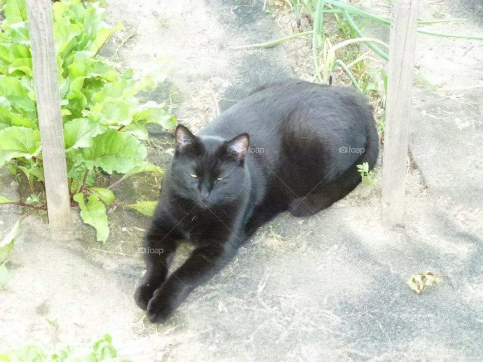 Black cat snoozing in garden.