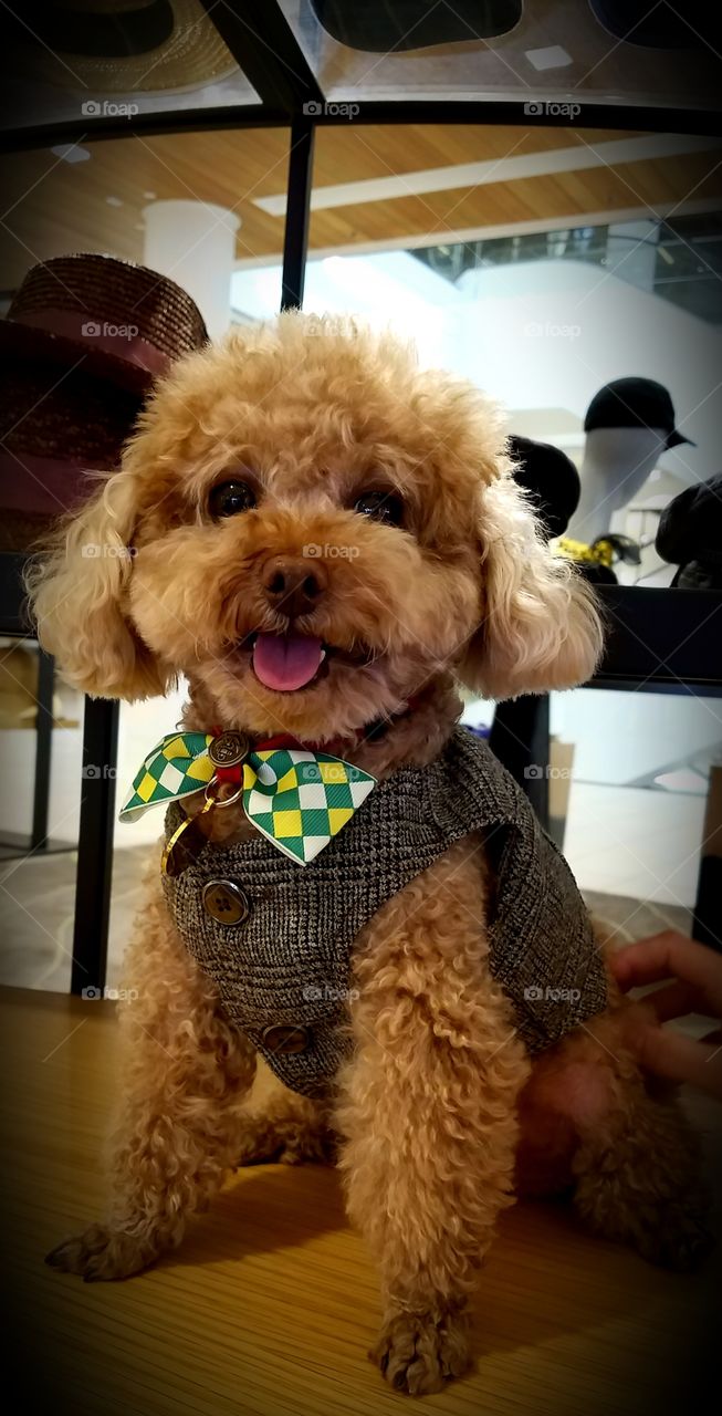 Well Dressed Dog