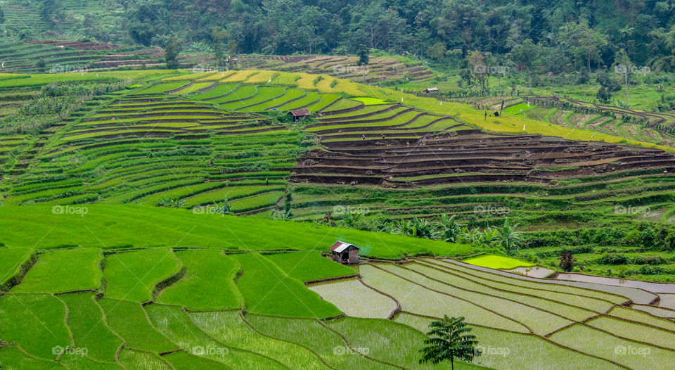 beautiful rice fields, indonesia