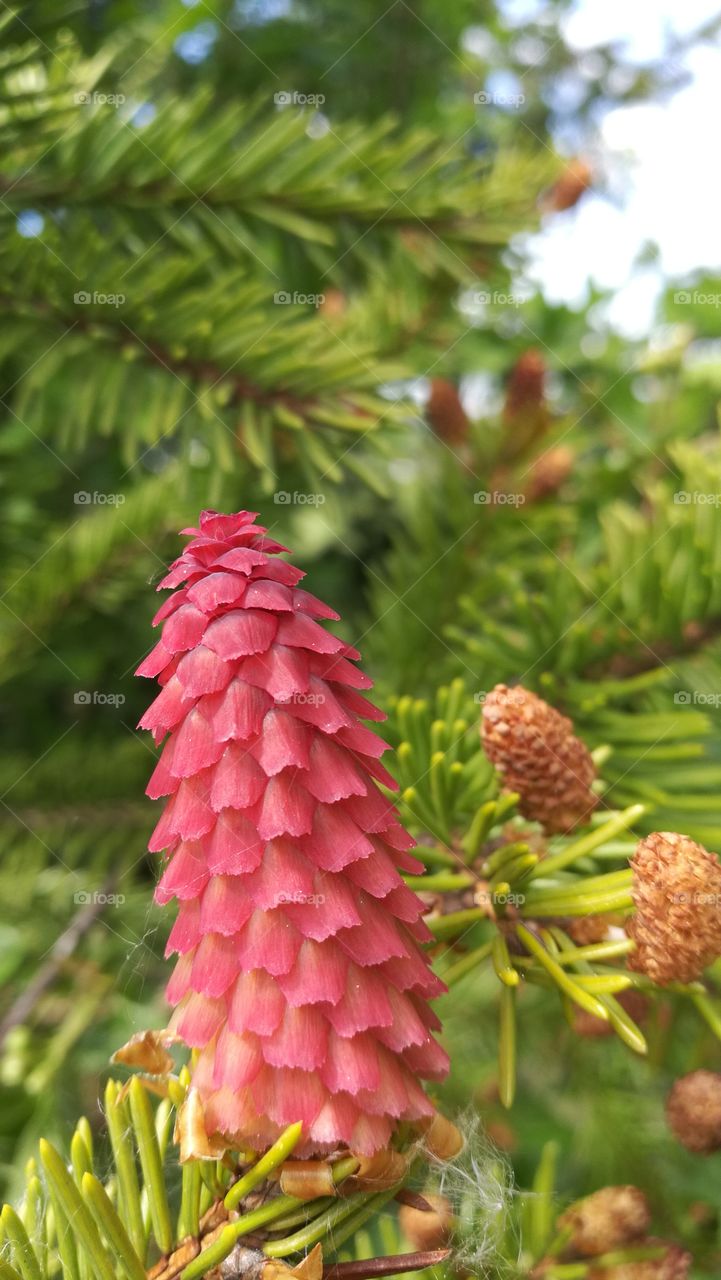 Spruce blossom