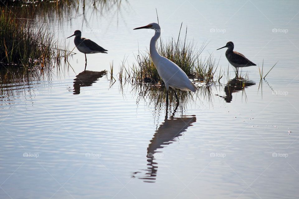 Snowy egret and sandpipers 