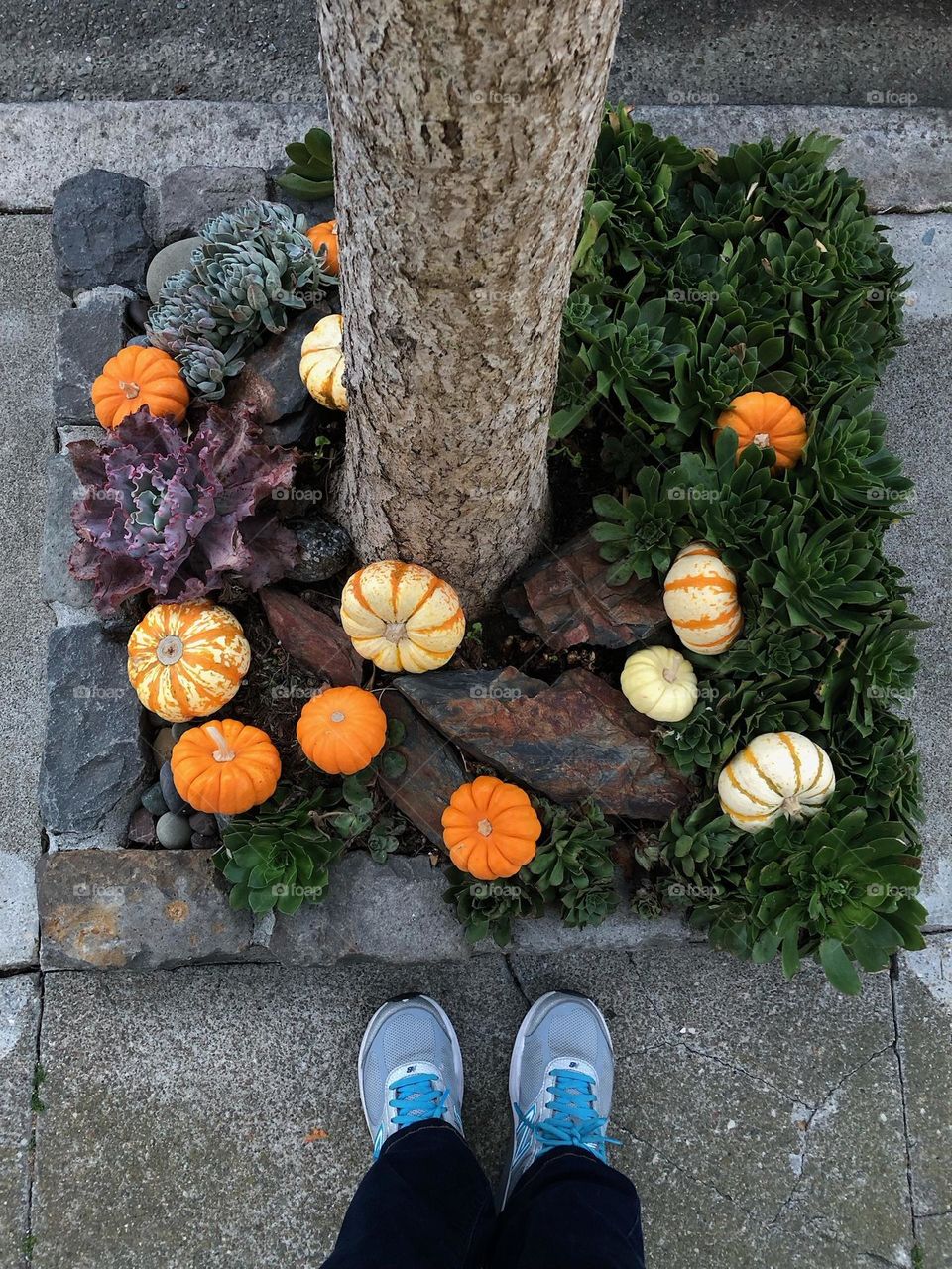 Small pumpkins used to adorn a tiny garden during Halloween. 