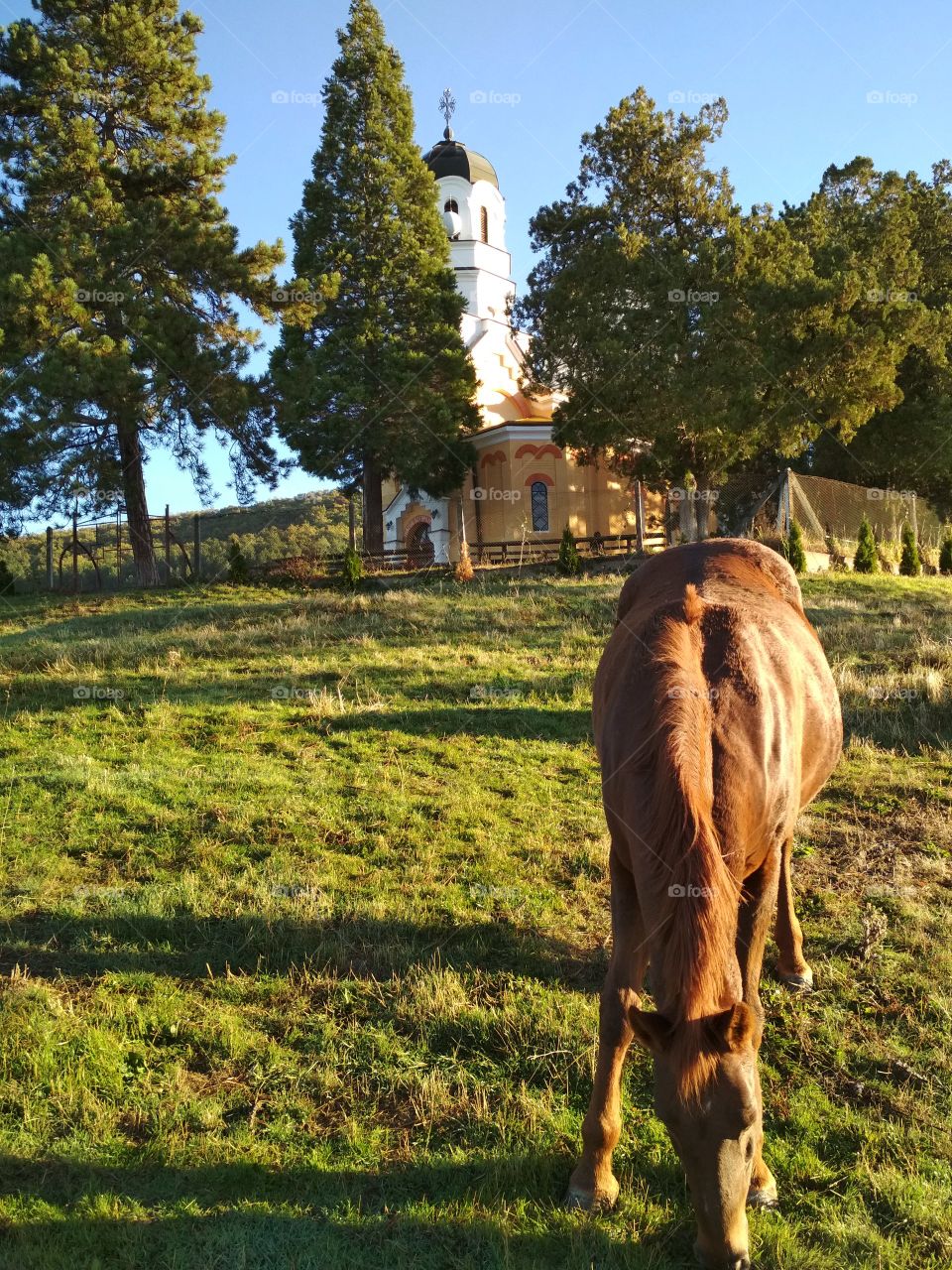 Hourse  at the grass