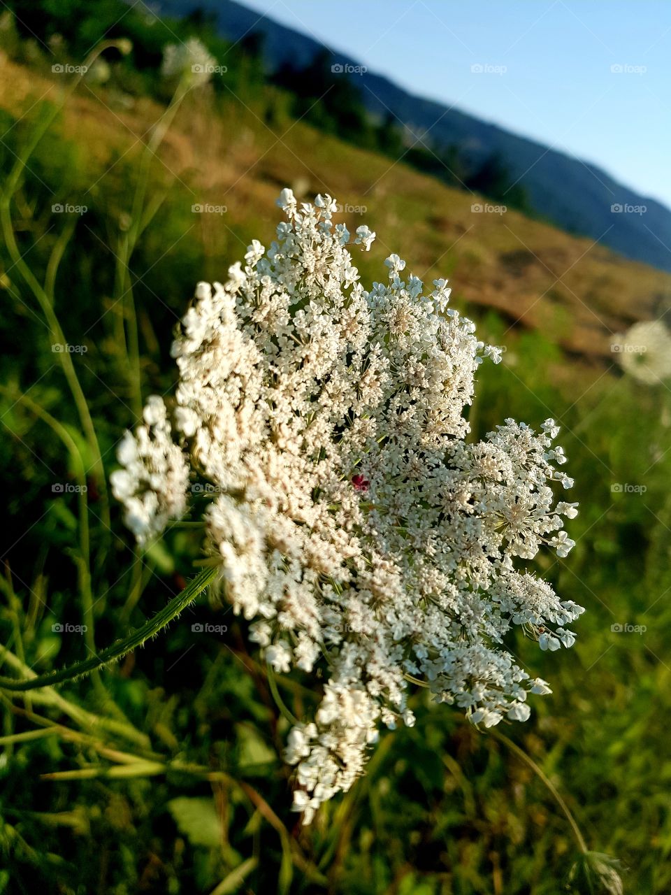 livadsko cvece - flower