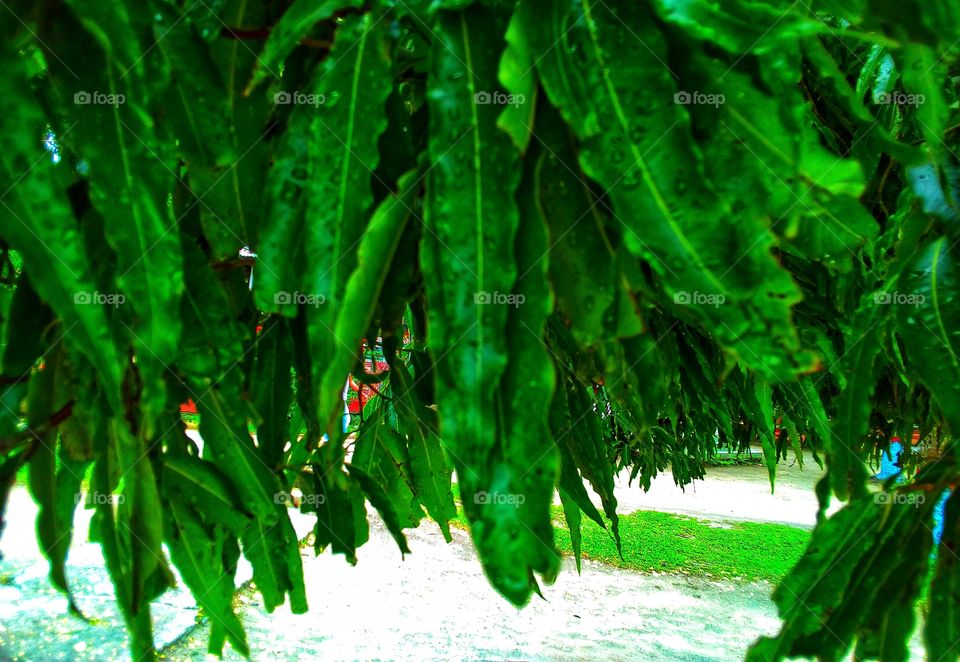 Mango Tree and leaf