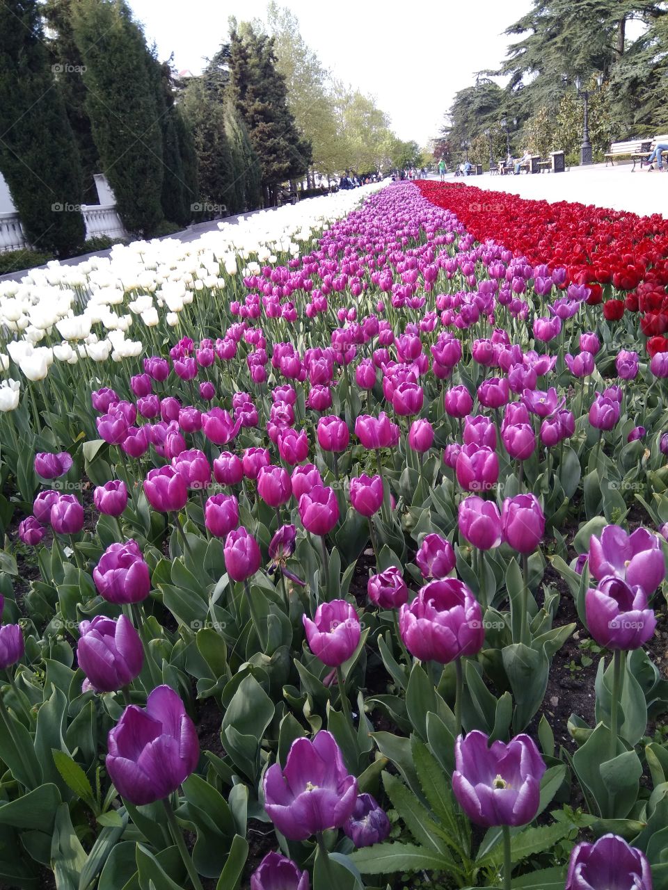 Тюльпаны весной на приморском бульваре Севастополя.
Tulips in the spring on the seaside boulevard of Sevastopol.