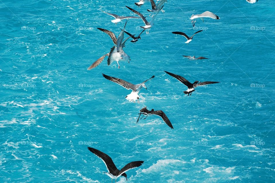 Bird flying over the sea