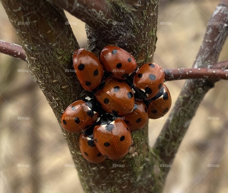 A group of ladybirds on a plant