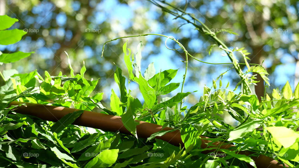 Fresh green leaves on a creeper