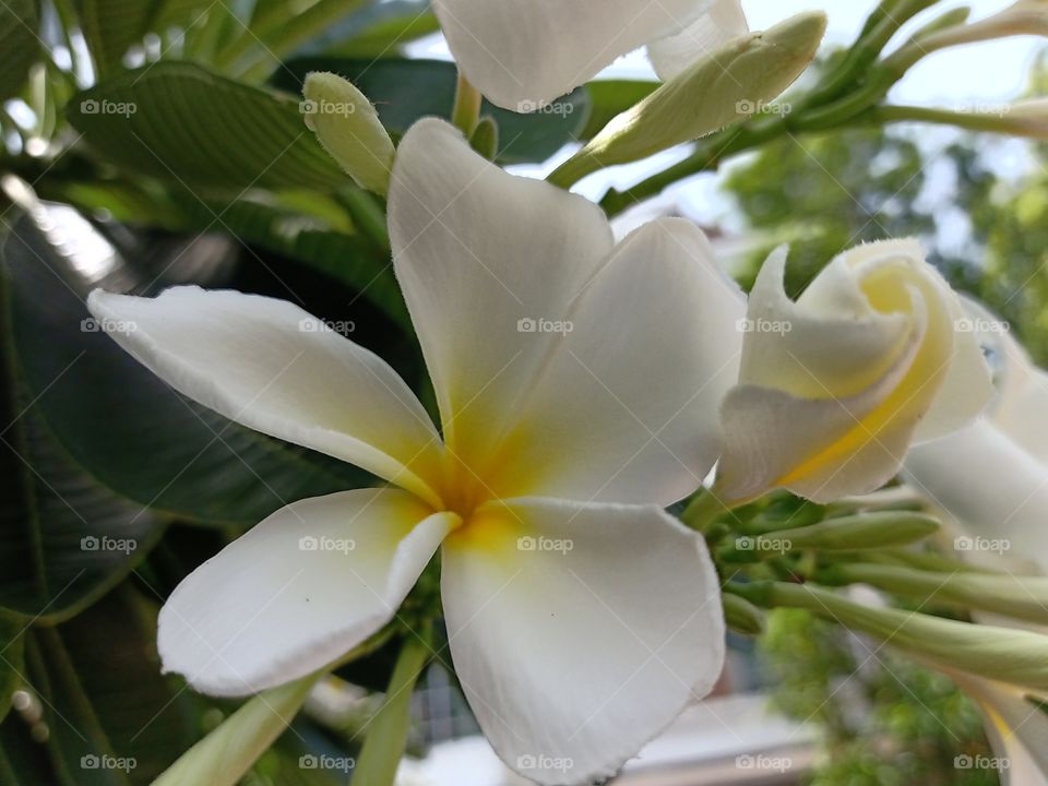 Beautiful Plumeria Flower